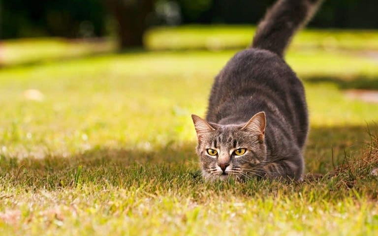 Polujący kot na trawniku